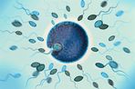 Sperm-fertilizing-egg-1845795